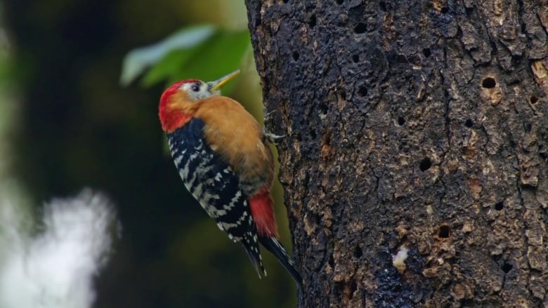 A small woodpecker perches on the side of a tree. 