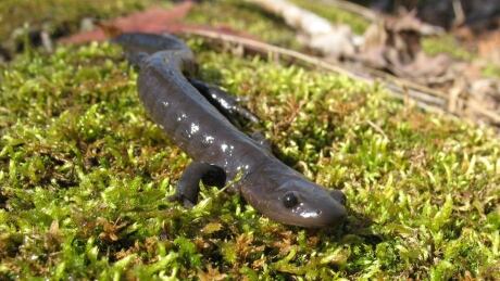 Jefferson salamander