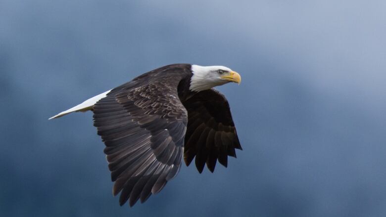 A bald eagle in flight against clouds in the blue sky