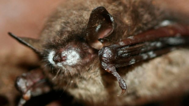 A hibernating brown bat with a white muzzle typical of white-nose syndrome is seen in this undated handout photograph released on March 31, 2011 A brown bat with a white fuzzy nose is pictured.
