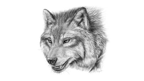Dire wolf