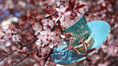 A tea cup hanging on a plum tree