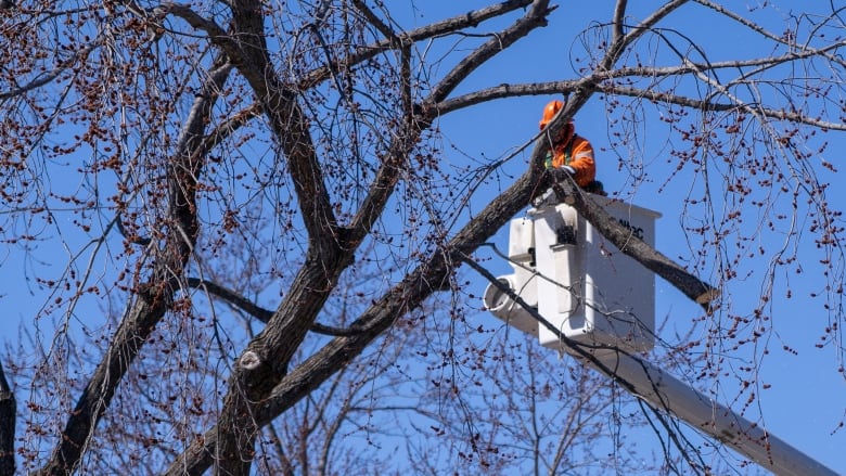 A person in a raised bucket truck cutting tree branches on a bright sunny day.