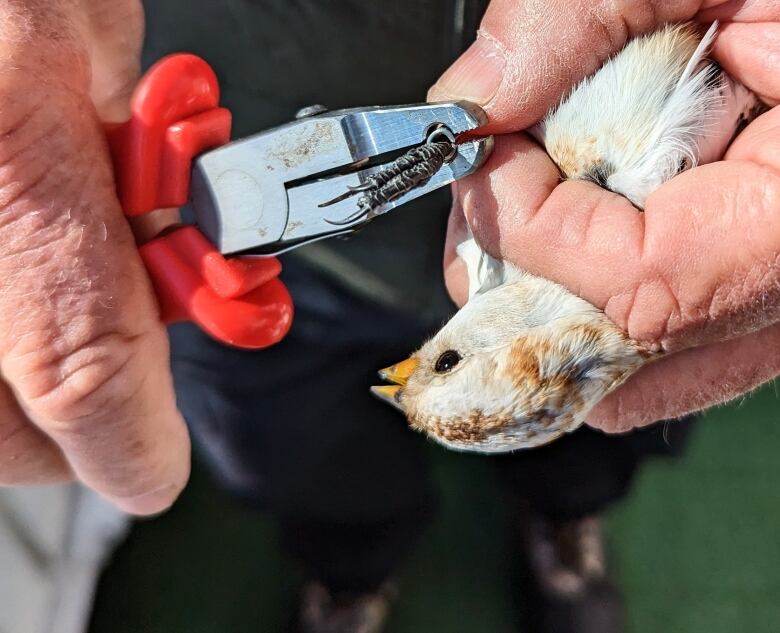 A man holds a bird from behind while using a pair of pliers to attach a small circle of metal to it's leg.