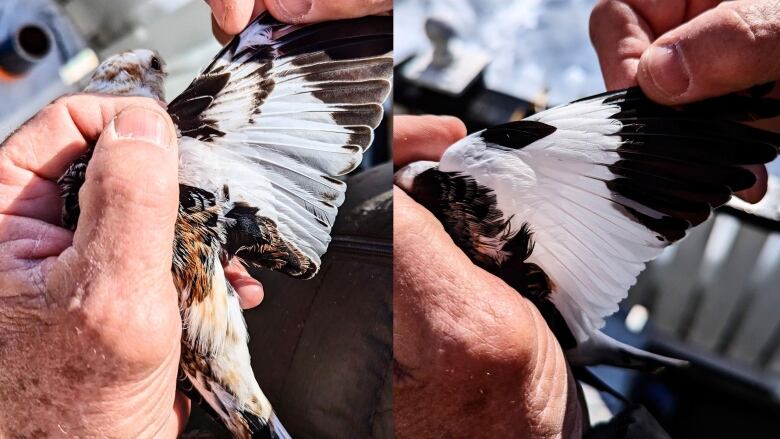 Two birds are shown in a collage image. One on the left has traces of brown in its feathers along with black and white. On the right, a bird's wing is shown to be all black and white, showing that it's older.