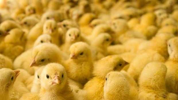 Huron County farmer charged in theft of 45,000 chicks that he reported missing