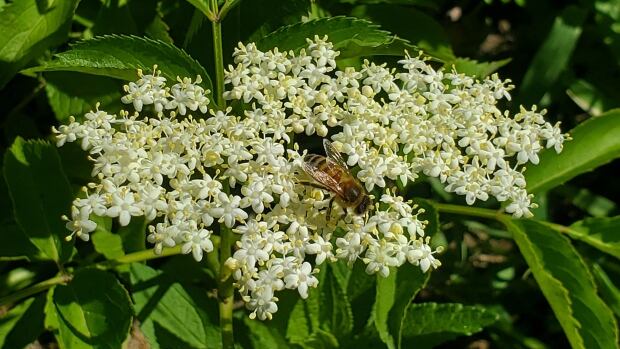Bee conservation project has Métis Nation of Alberta members abuzz