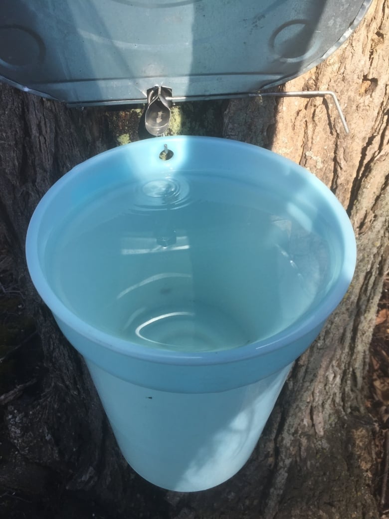 Sap coming out of a tree into a bucket.