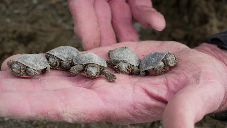 Five western painted turtles are seen in the palm of a person's hand shortly after emerging from their nest.