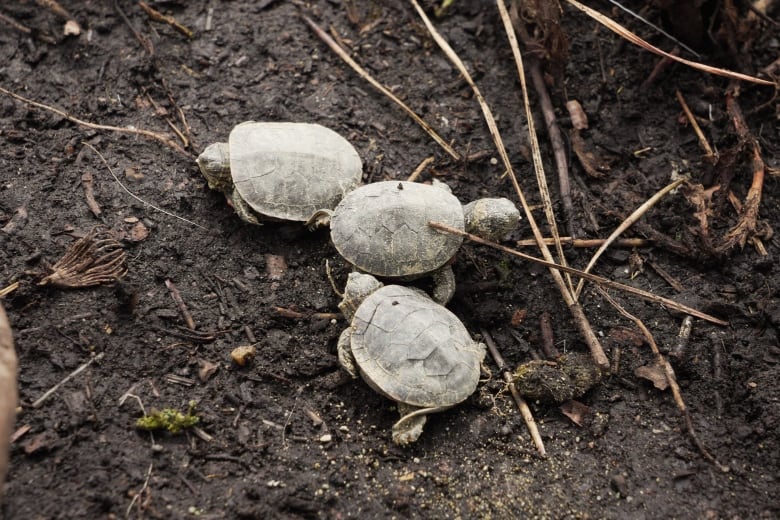 Three western painted turtles crawl on the ground.