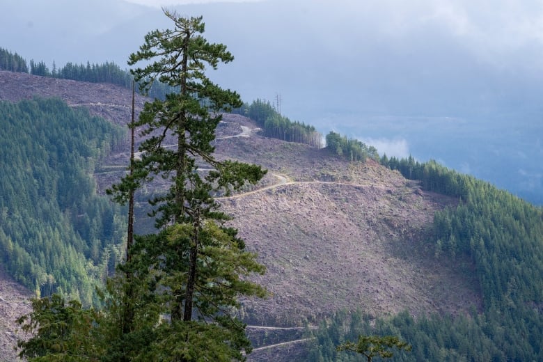 The remains of a cut block is seen near Port Renfrew in 2021. Canada's forest carbon accounting system is a complex model that estimates the carbon in harvested trees, along with the carbon removals from the replanted trees and many other sources to get an accurate picture of forest emissions.