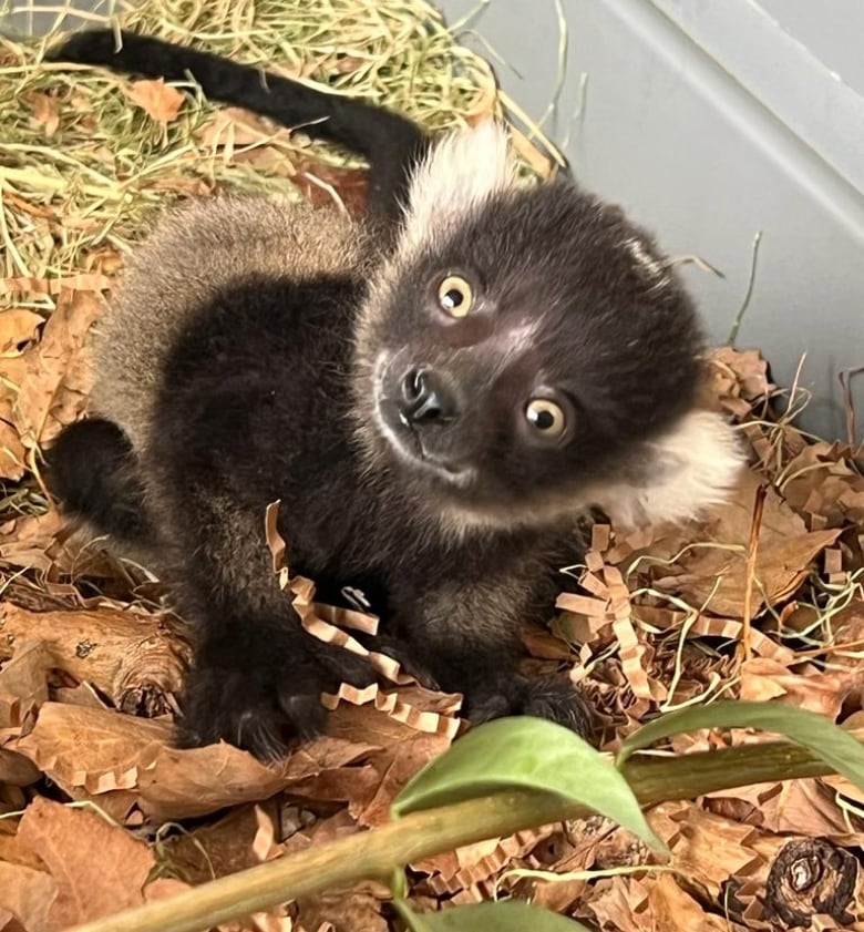 A baby lemur sits on some leaves.