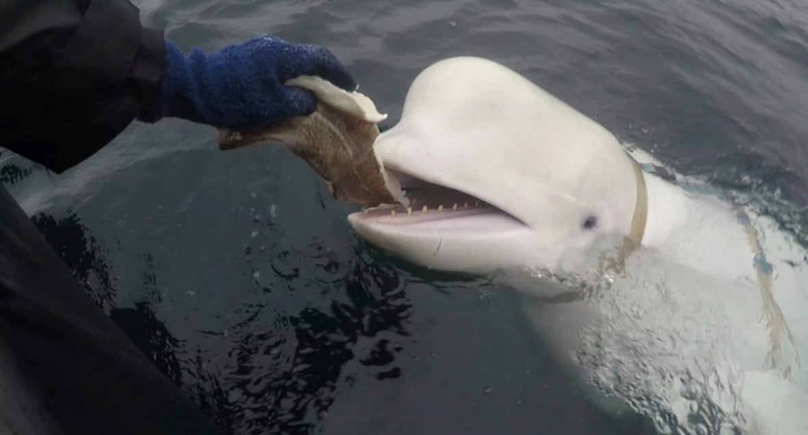 An image of a beluga whale with a harness attached to it's body being fed fish.