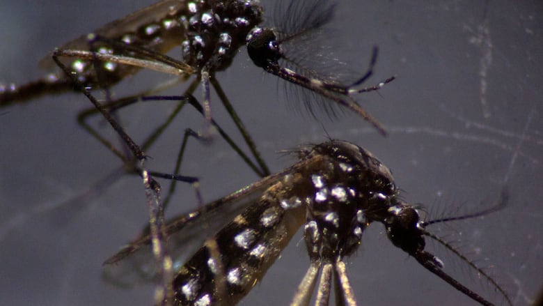 A close-up image of two mosquitoes on a piece of glass.