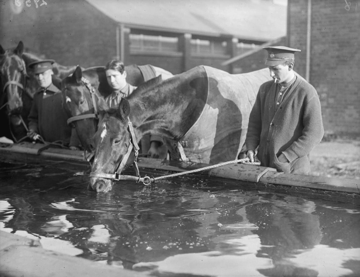 A black and white photo of a member of the Canadian military and a horse drinking water.