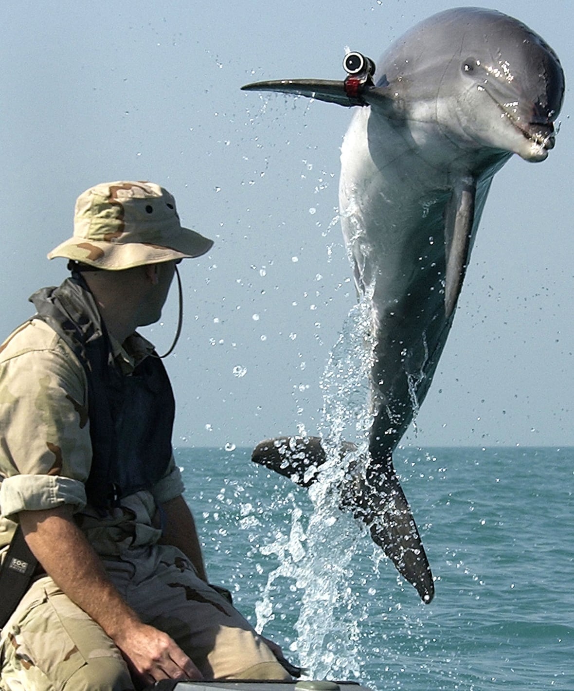 A dolphin jumps out of the water as a man watches.