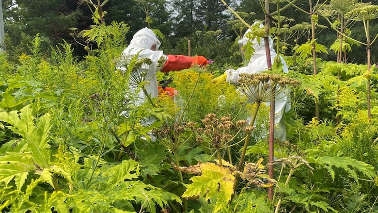 Two people in protective gear remove giant hogweed plants