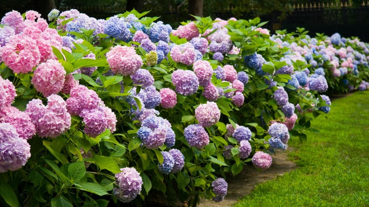 how to prepare your perennial garden for a Canadian winter