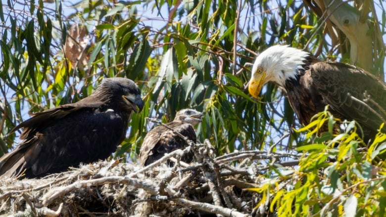 A baby bald eagle, a much smaller baby hawk and a fully grown bald eagle side bu side in a nest,