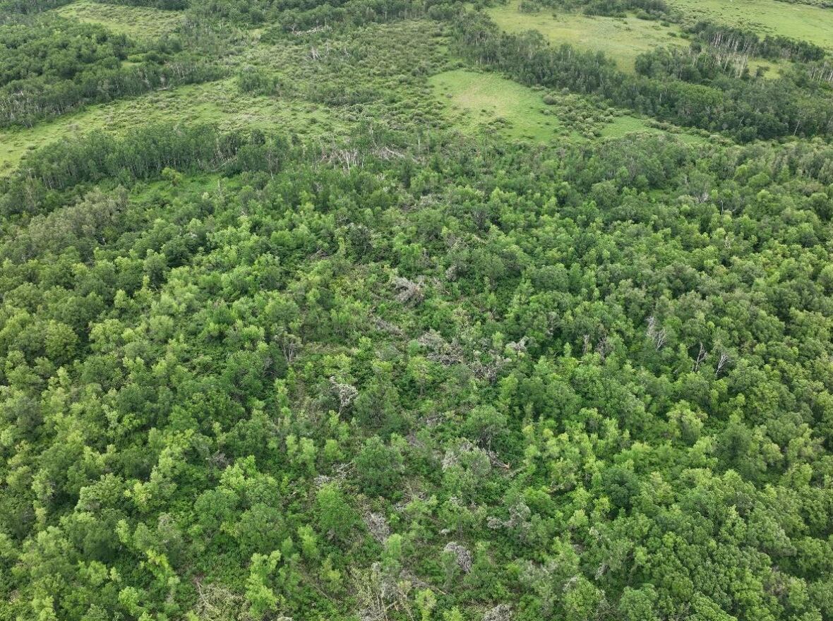Damaged trees are seen folded down in a track where a tornado swept through.