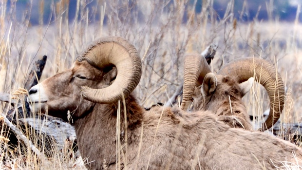 Bighorn sheep hunting licence nets record-setting $400K US bid in Alberta hunting auction; Pictured are some of the bighorn sheep of the Village of Radium Hot Springs in Southeast B\.C\. 