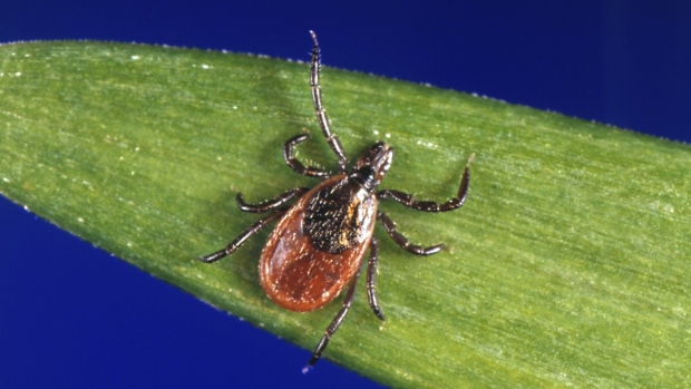 Ticks becoming more common in central Labrador as the region gets warmer; This undated photo provided by the U\.S\. Centers for Disease Control and Prevention \(CDC\) shows a black-legged tick, which is also known as a deer tick\. Ontario's top doctor expects to see a growing number of cases of three types of tick-borne illness in the province, in addition to Lyme disease — a spread he says is directly linked to climate change\. 