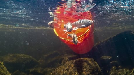 Tiny, passive integrated transponders or PIT tags were inserted with a hypodermic needle into 150, one year old fish spawned at the Dalhousie University Aquatron marine research facility. tagged atlantic whitefish
