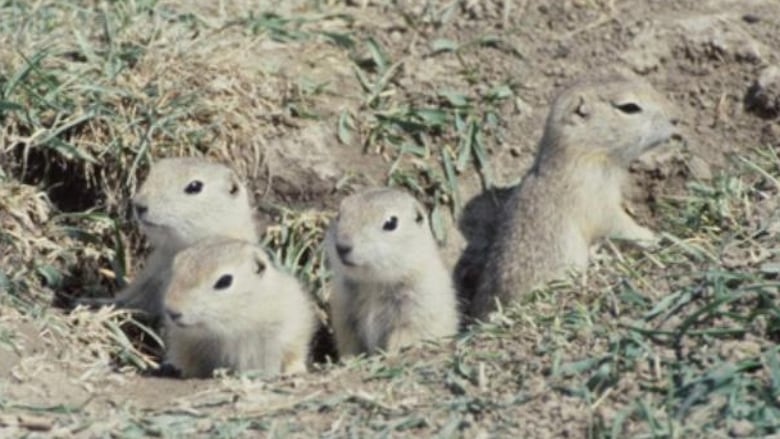 4 Richardson's ground squirrels are poking their heads out of a hole in the ground. 