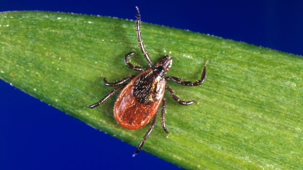 Anaplasmosis is a tick-borne disease that's on the rise in Canada; This undated photo provided by the U\.S\. Centers for Disease Control and Prevention \(CDC\) shows a black-legged tick, which is also known as a deer tick\. Ontario's top doctor expects to see a growing number of cases of three types of tick-borne illness in the province, in addition to Lyme disease — a spread he says is directly linked to climate change\. THE CANADIAN PRESS/AP-CDC via AP