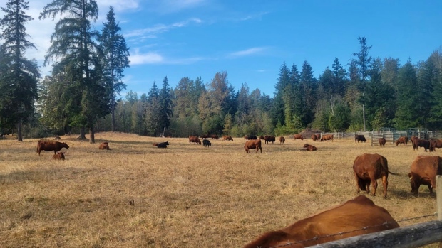 How climate change is affecting B.C., from cattle to glaciers to wine grapes; Cattle ranchers like Brad Chappell are having to decide how to keep their herds going this year, as drought conditions have dried up pastures and brought in low hay production\. 