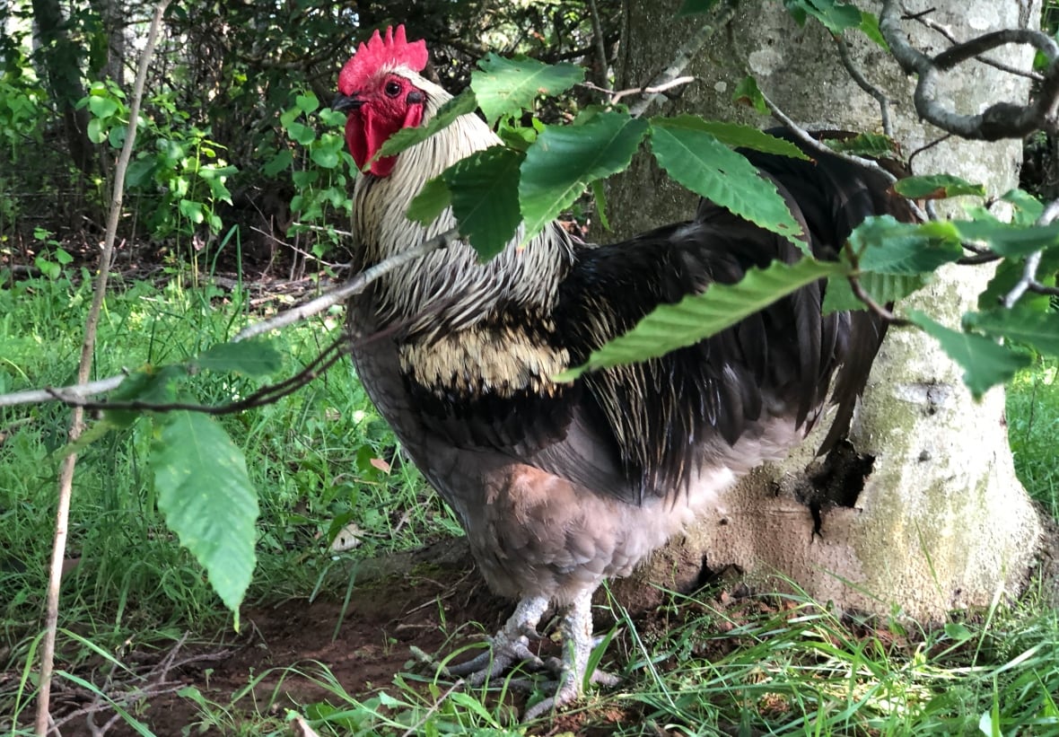 Town of Cornwall takes another look at allowing backyard chickens in