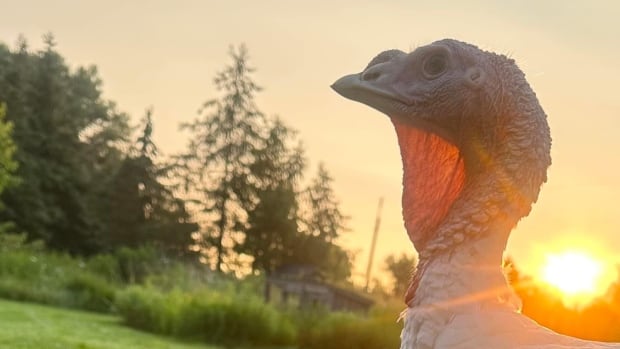 How did the turkey get on the Stratford road? This is one bird story you're bound to gobble up