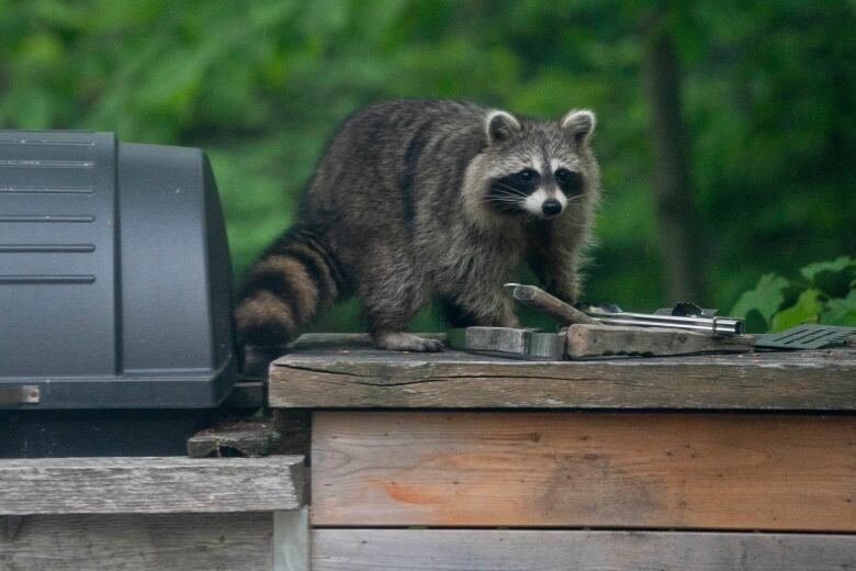 A raccoon perches on a barbeque table and looks at some metal tools.