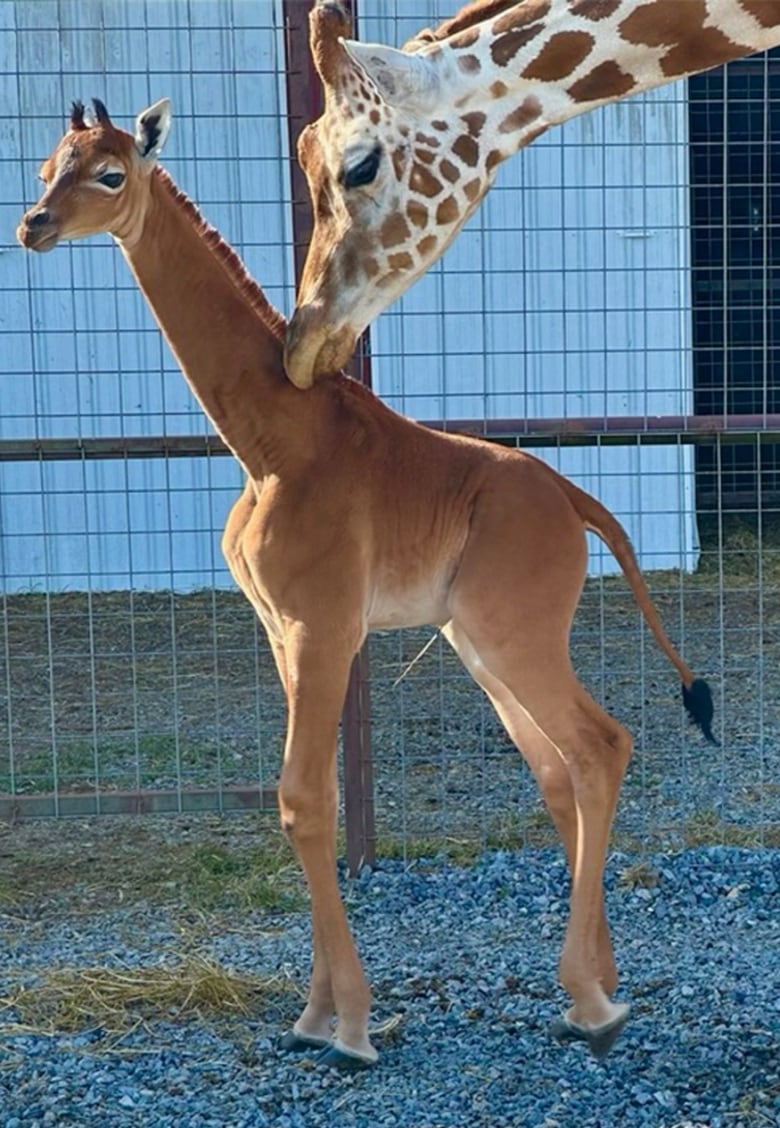 An large spotted giraffe bends its head down to a brown baby giraffe, with no spots.