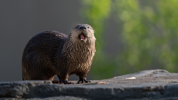 Pika, the Ecomuseum's crowd-pleasing otter, has died; Pika the otter, who entertained thousands of visitors to Montreal's Ecomuseum, died during a veterinary procedure on Friday\.