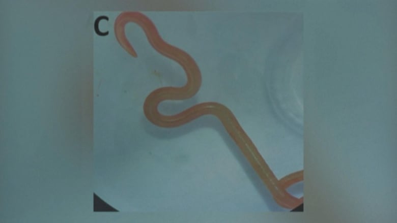 A pinkish worm shown against a blue backing. 