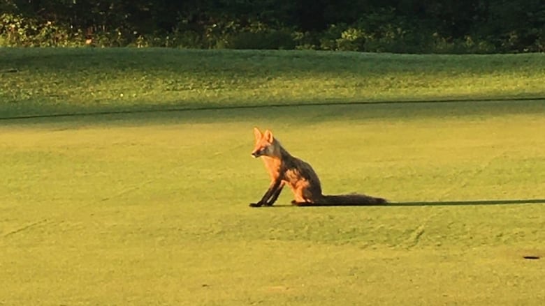 A fox sits on a golf course.