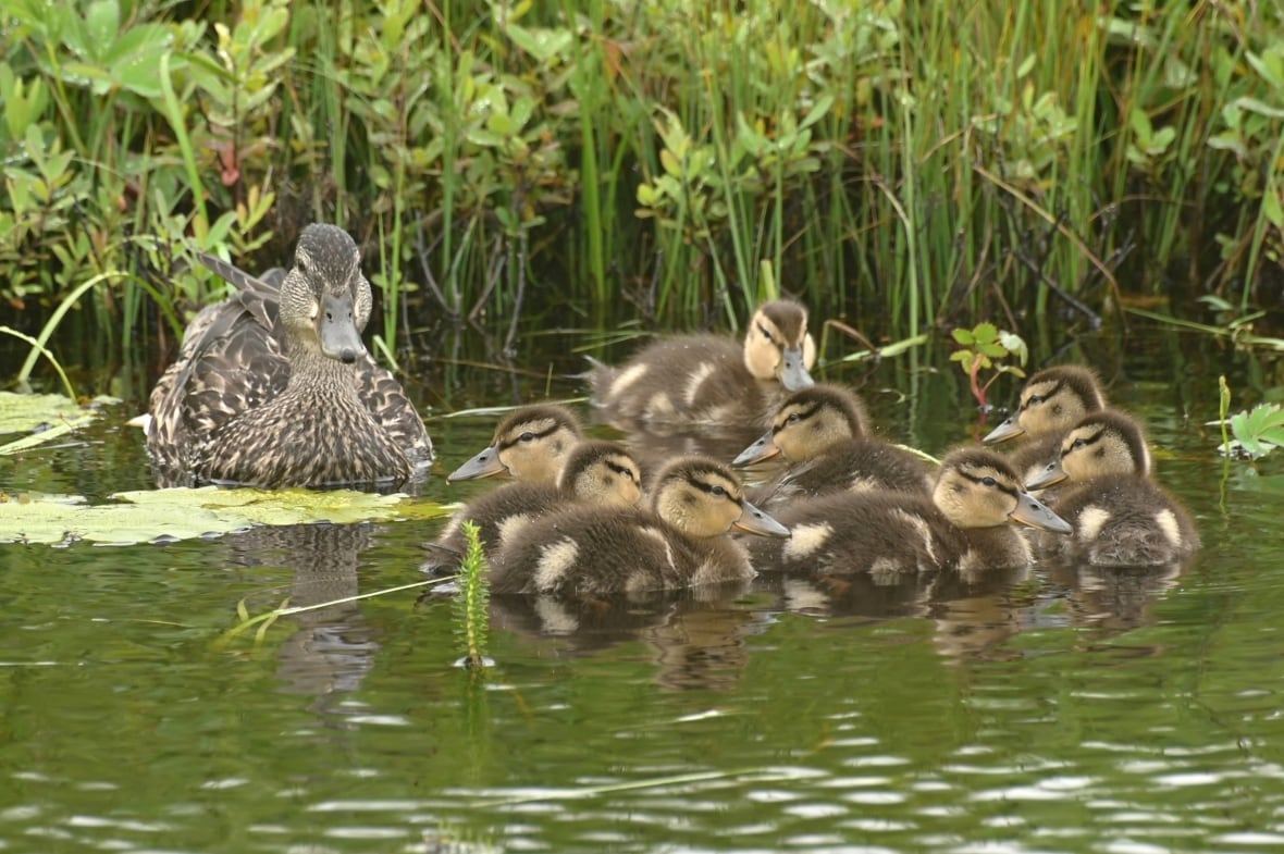 A mother duck watches over a group of huddled ducklings. 