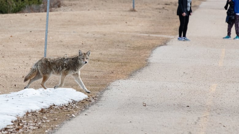 Nationwide tracking sought for rare disease that is spread by canines,  fatal if untreated