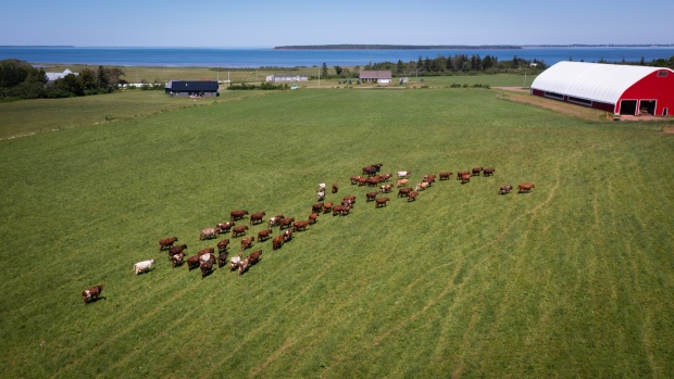 P.E.I. farmland loss reaching crisis levels, warns federation of agriculture; Heritage cattle graze on green pastures of a family farm in Belmont, P\.E\.I\.