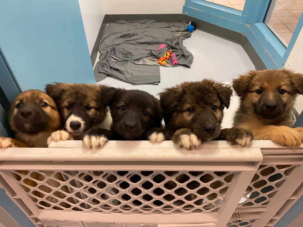 In this photo, you can see five adorable puppies at the Mae Bachur shelter that are almost ready for adoption.