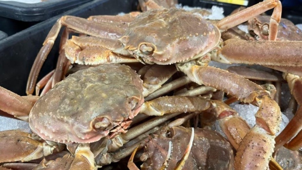 Climate change makes winners and losers out of cod and snow crab, says scientist; By the end of August, 300,000 pounds of snow crab had been dumped by N\.L\. processors, an increase of more than 400 per cent over 2022\.