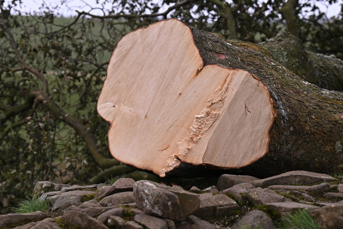 A fallen tree with rocks along the bottom.