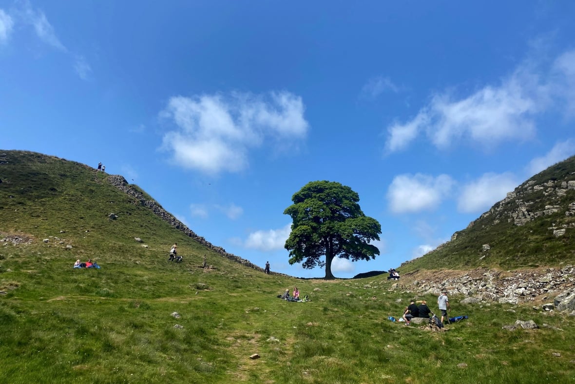 People sit around a tree between two hills.