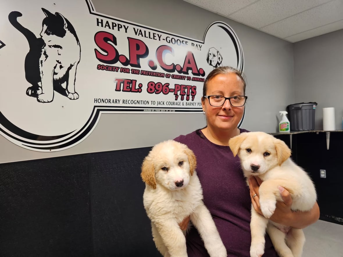 A smiling woman holds two Labrador retriever puppies.