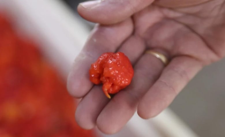 A single small red wrinkly pepper is in a hand. 