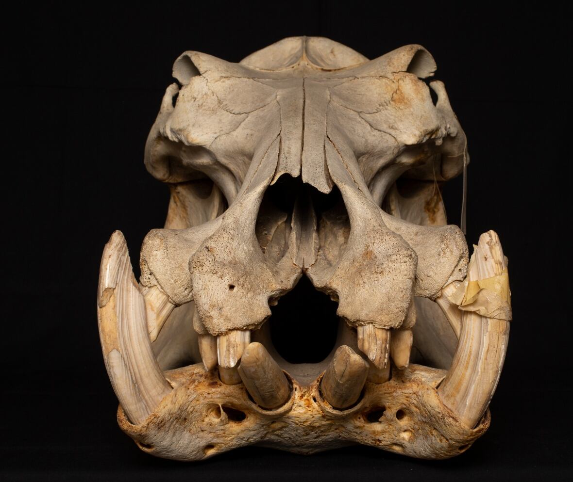 The skull of a hippo against a black background. From the bottom jaw sprout large, pointed teeth.