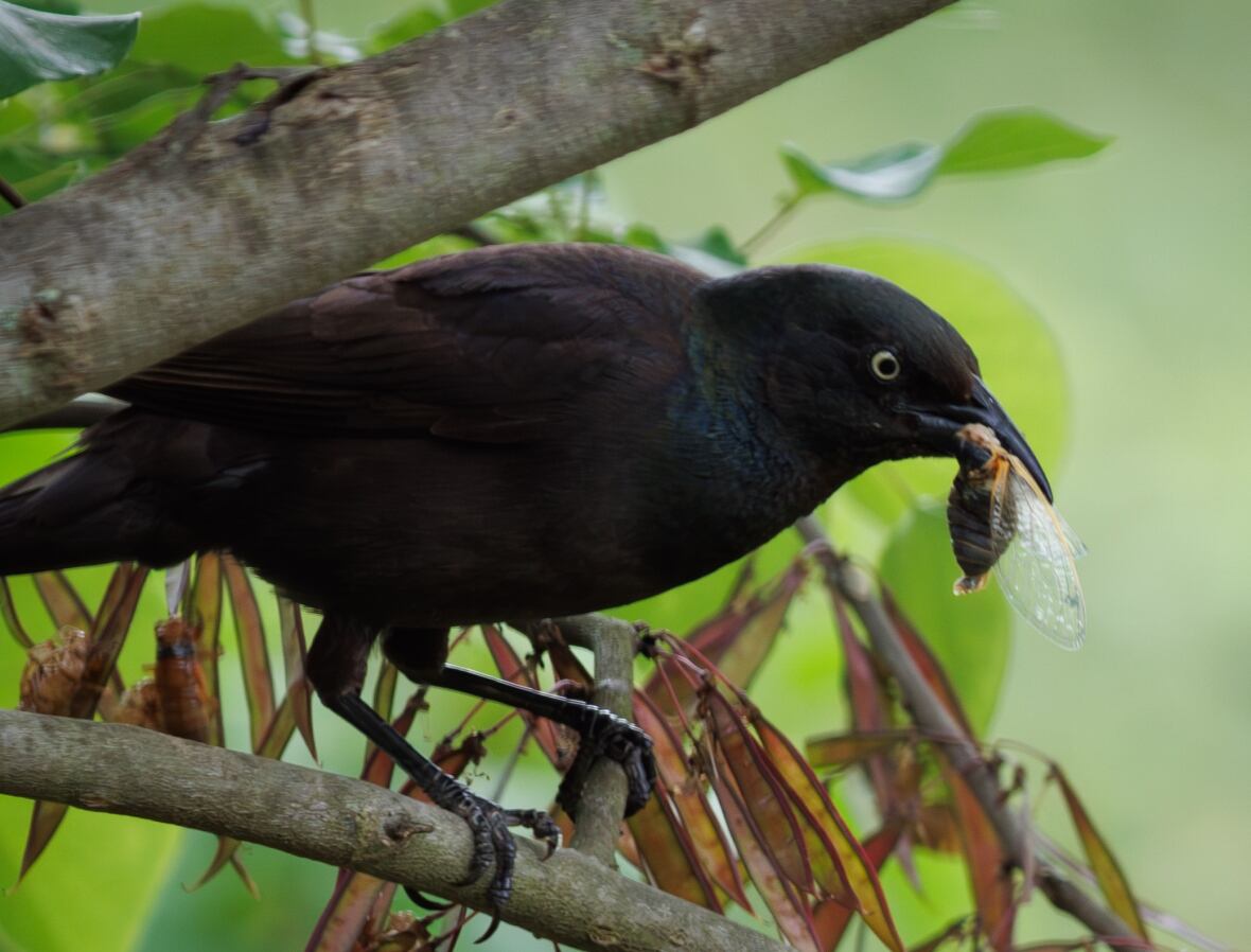 A black grackle is perched on a tree branch with an insect in its beak