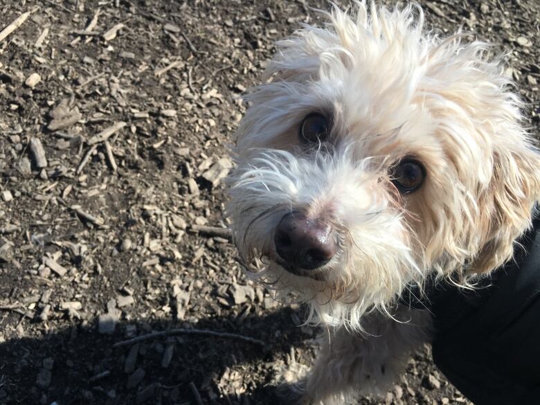 Un chien dans le parc regarde la caméra.