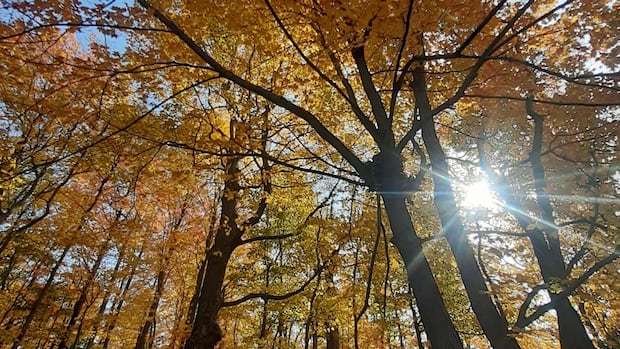Don't turn off your AC yet Ontarians: Summer-like temperatures continue in October | CBC News